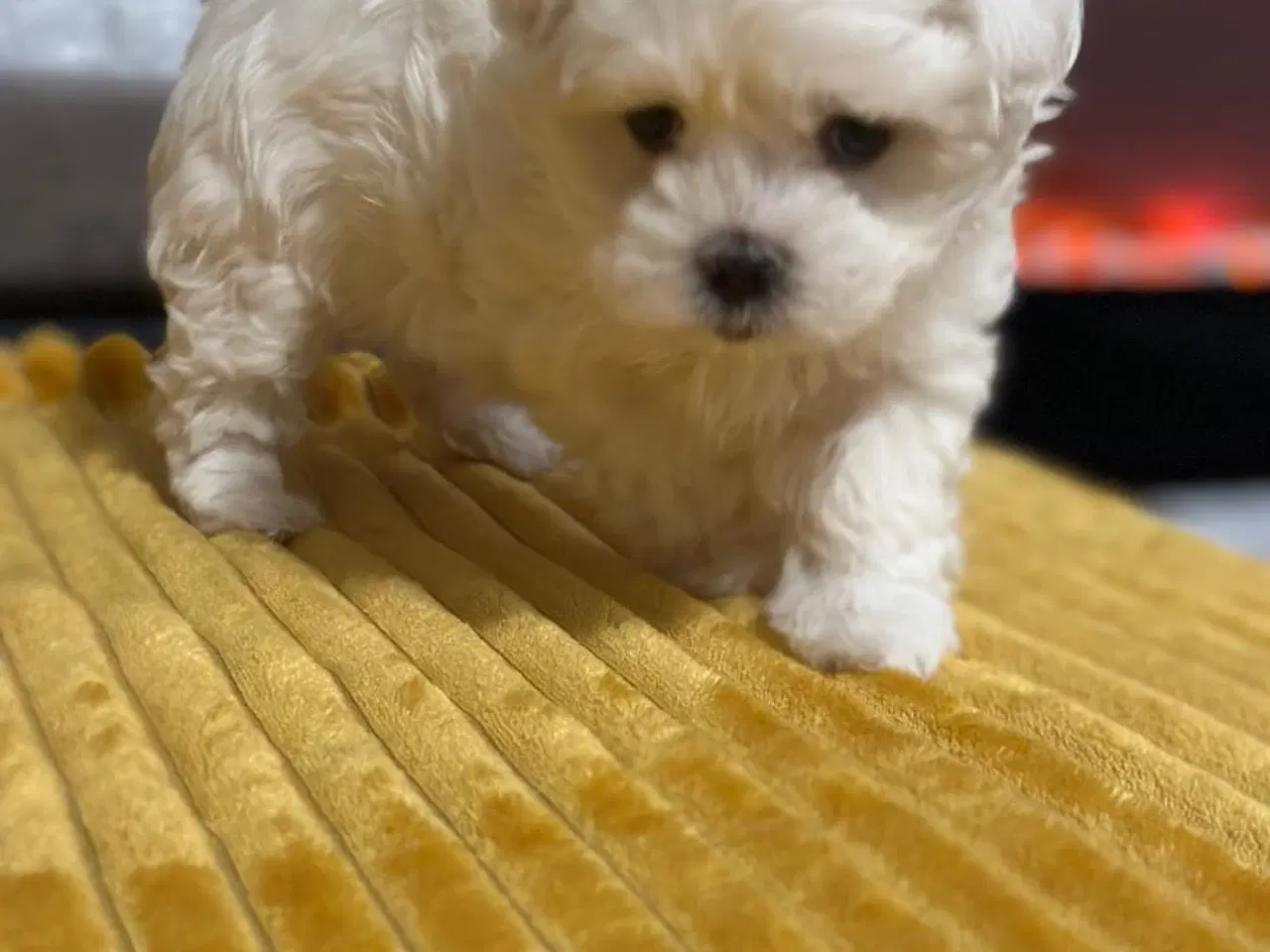 Billede 3 - Bichon Malteze 3 måneder