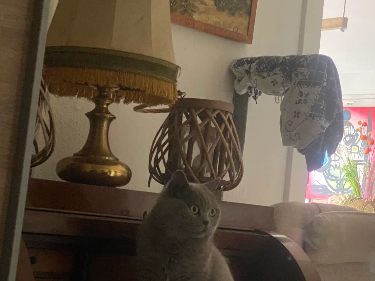 Billede 7 - Den sødeste Misse 🐱 