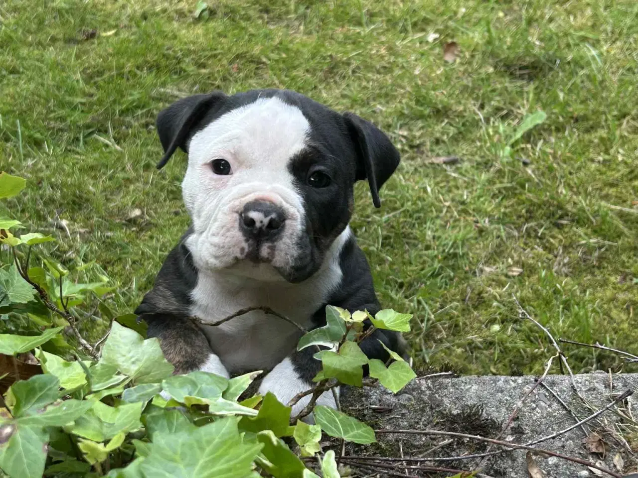 Billede 5 - English bulldog