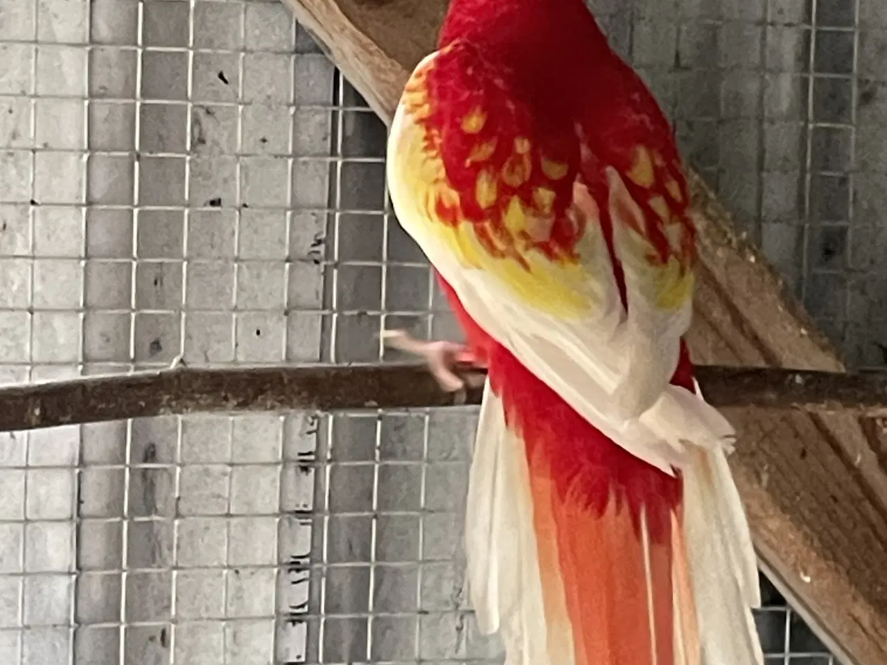 Billede 4 - Rubino Rosella