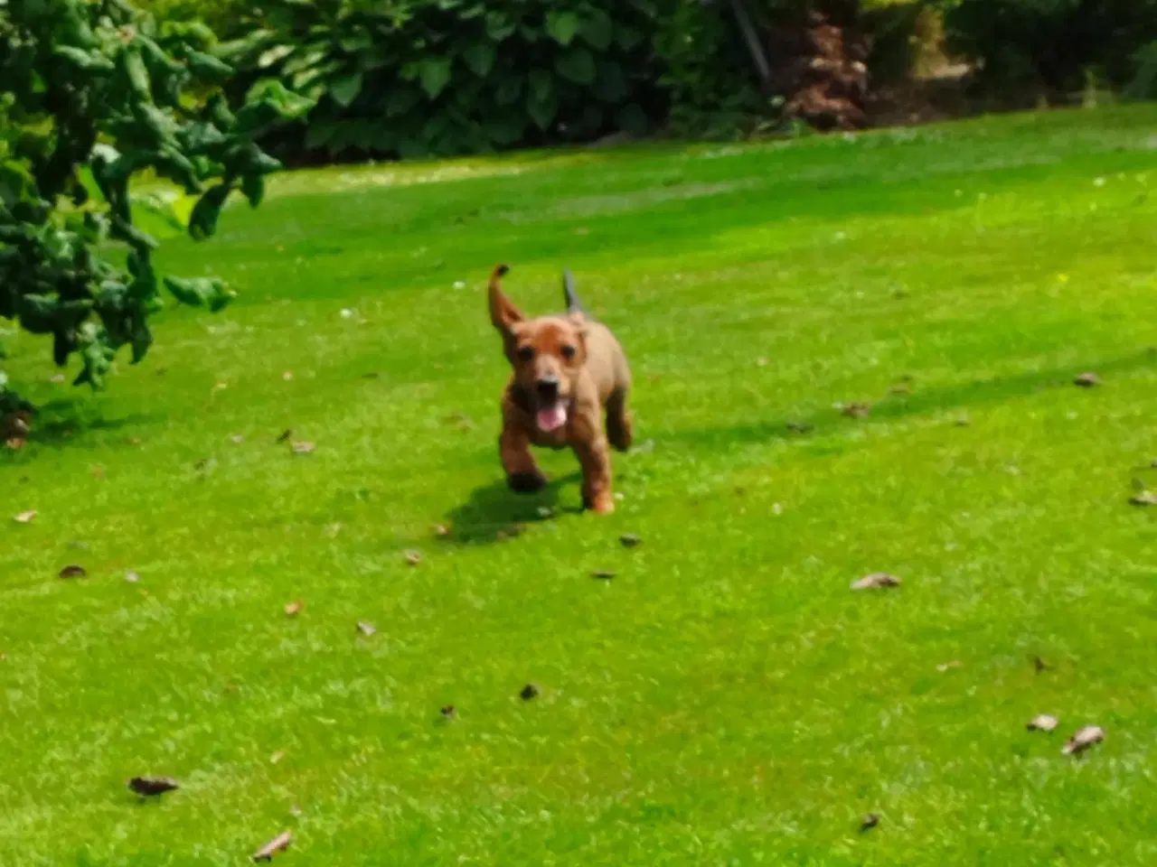 Billede 4 - Danmarks sødeste gravhund hvalp søger et nyt hjem