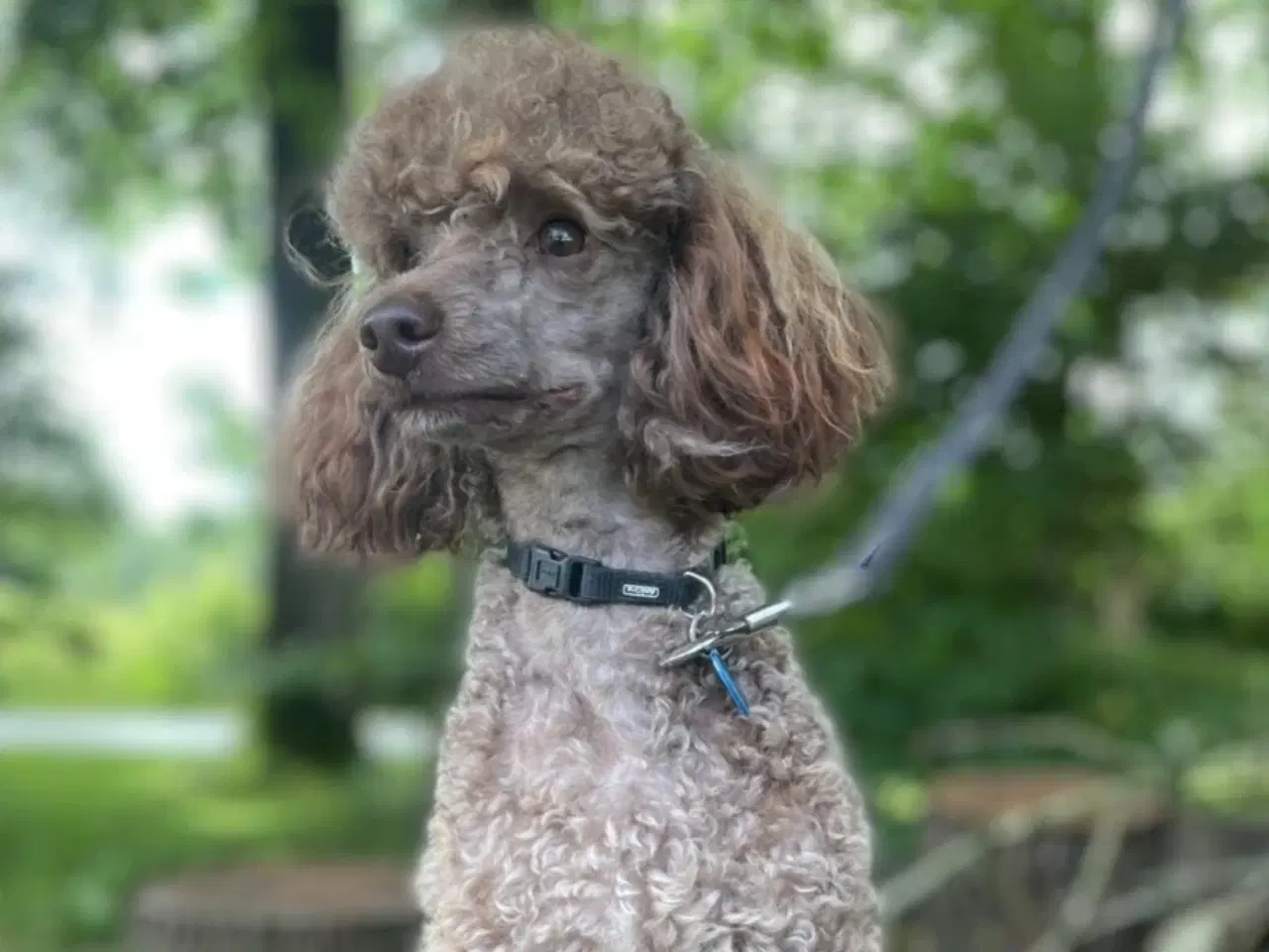 Billede 17 - Golden Doodle F1b hvalpe – klar til nye hjem i okt