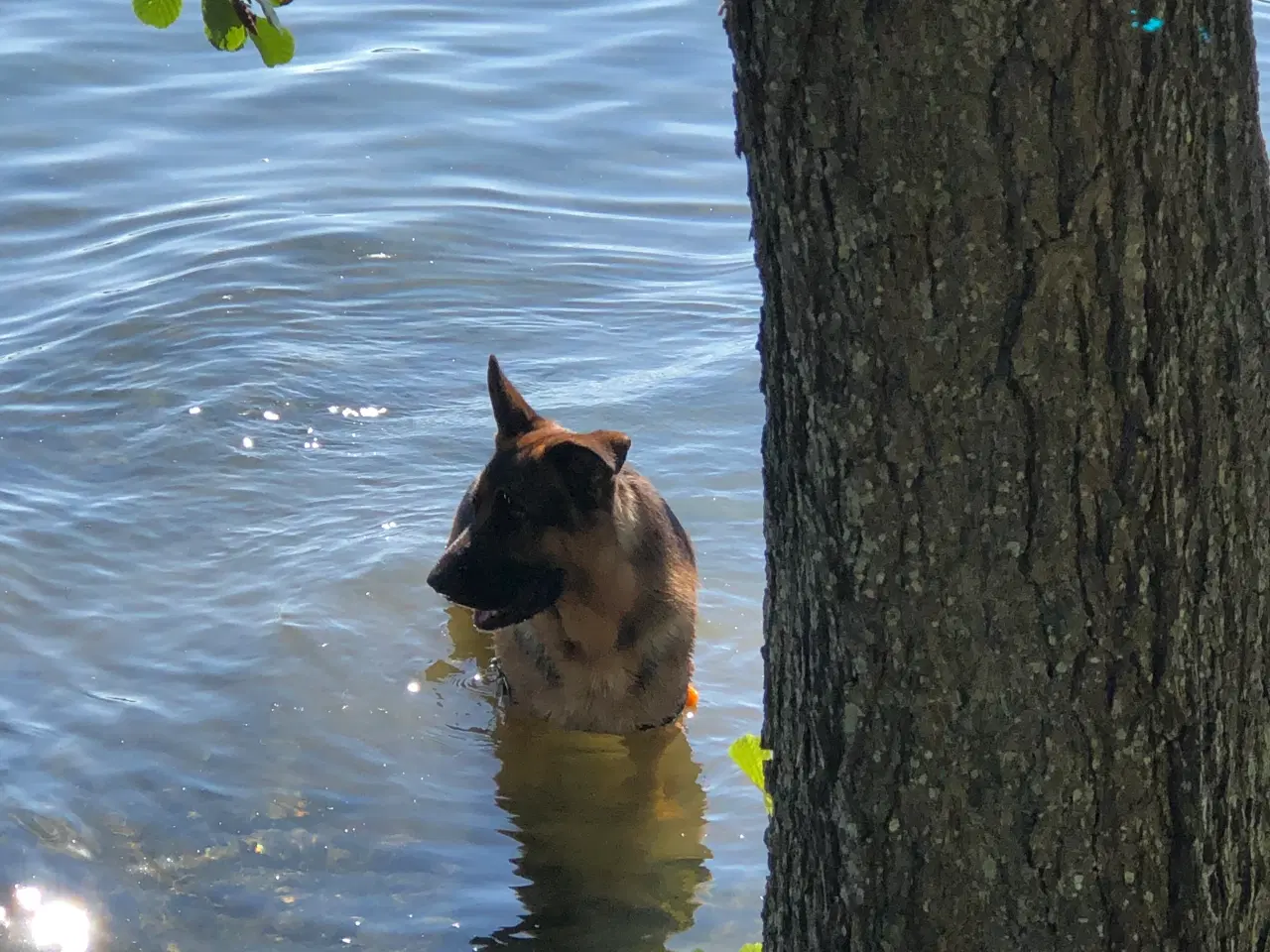 Billede 5 - Schæfer, hanhund, 7 år , m. stamtavle  HASTER!!! D