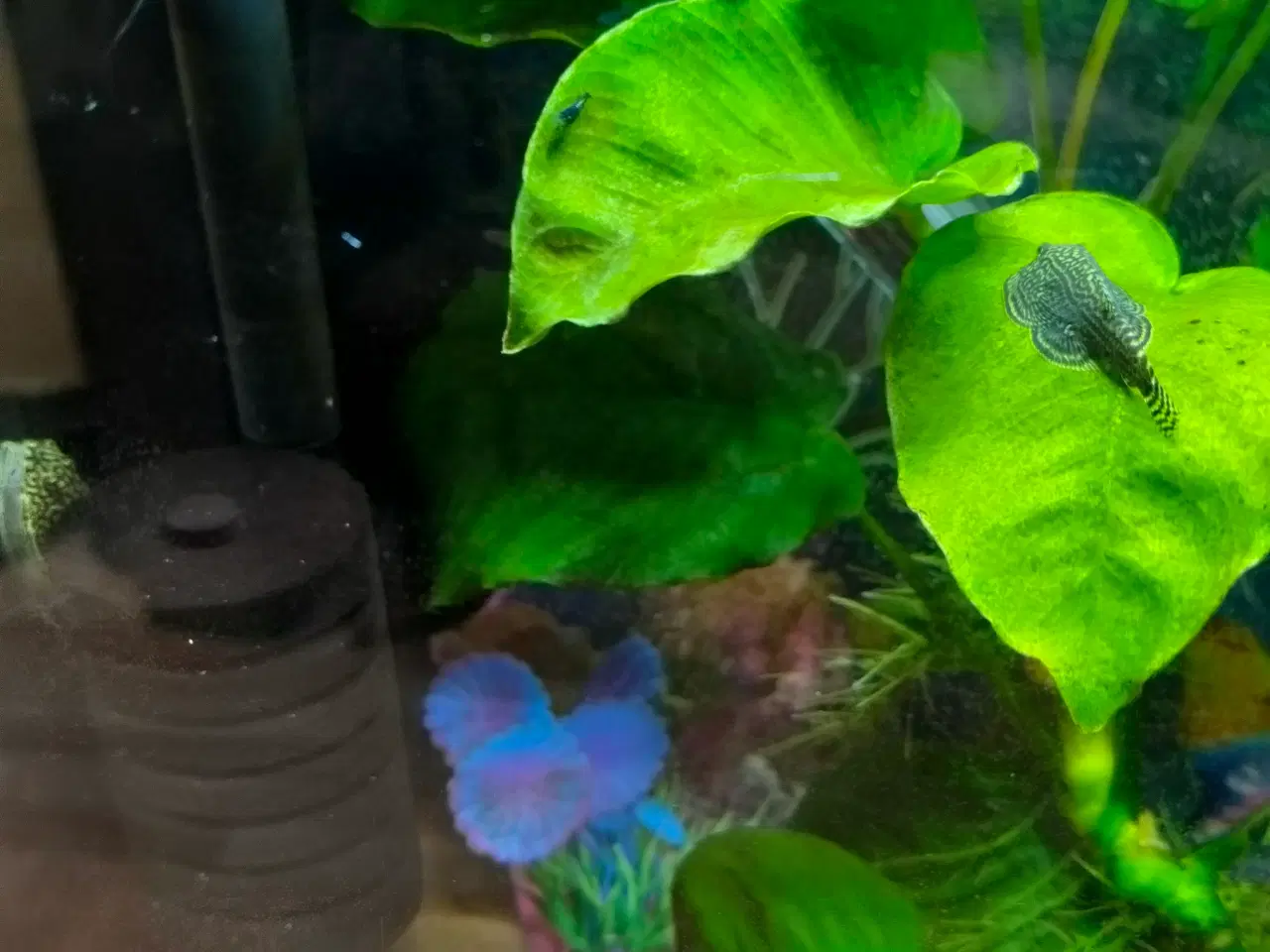 Billede 4 - Lille akvarium 