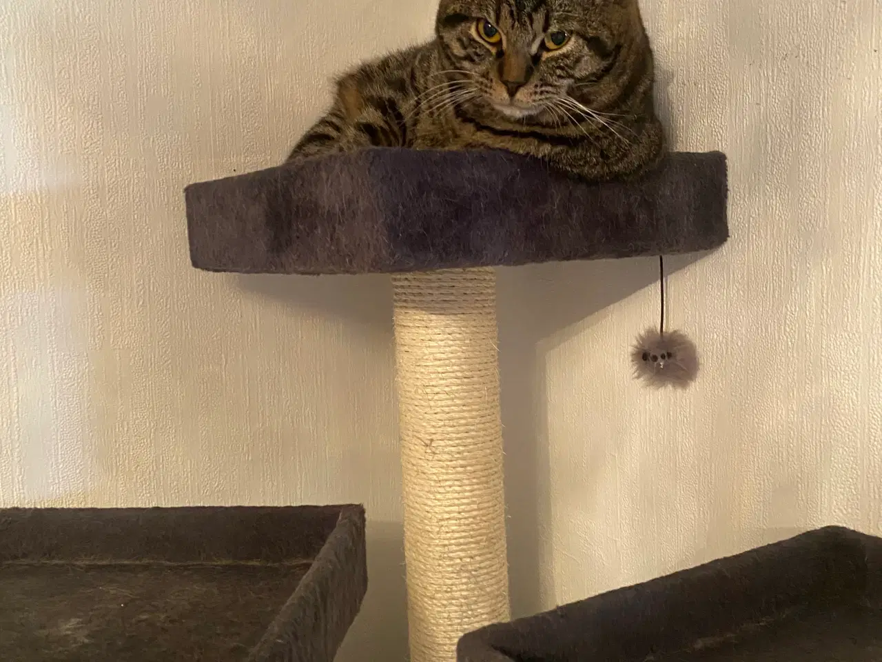 Billede 1 - British Shorthair killinger