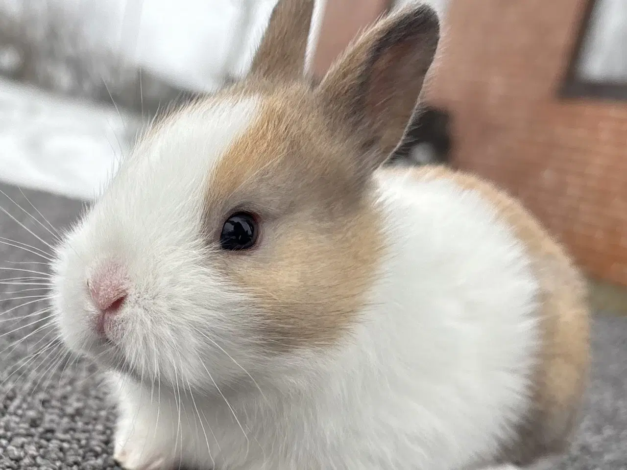 Billede 5 - HOLLÆNDER HAN MADAGASCAR