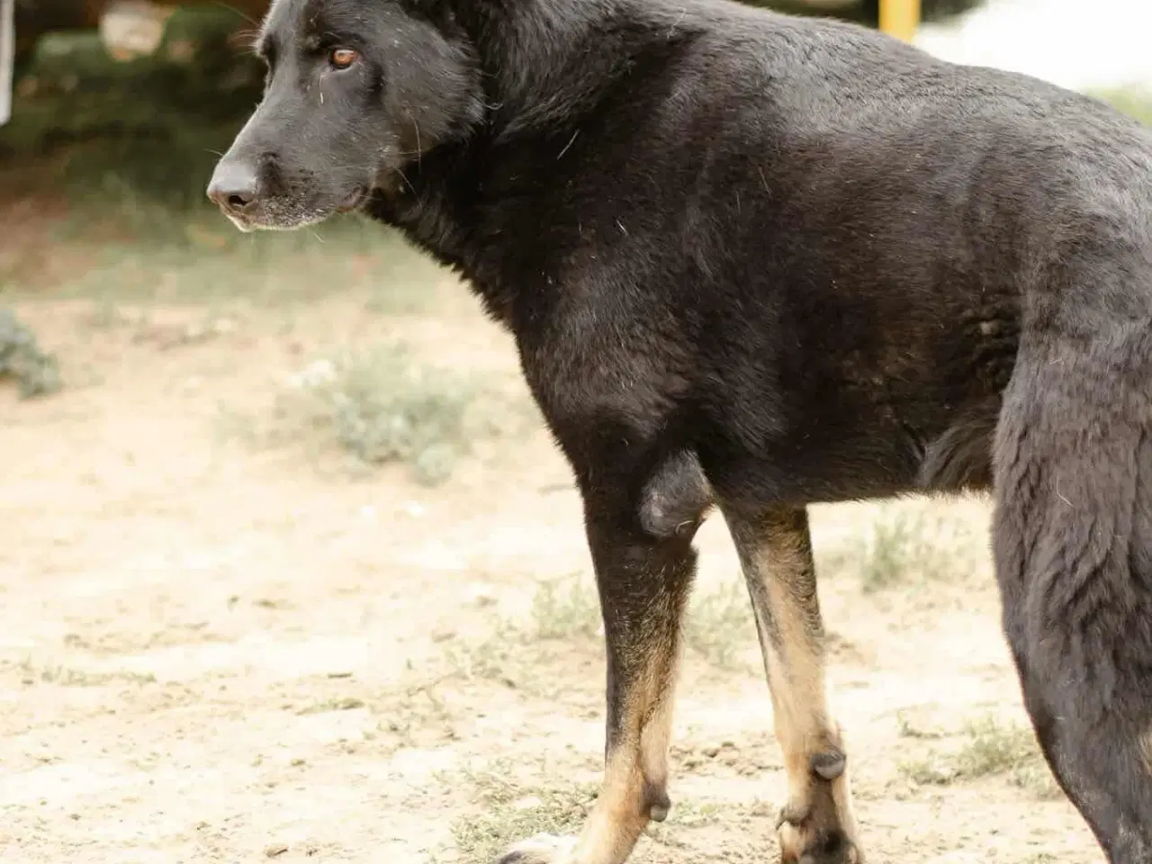 Billede 10 - Smukke Dio søger familie💙