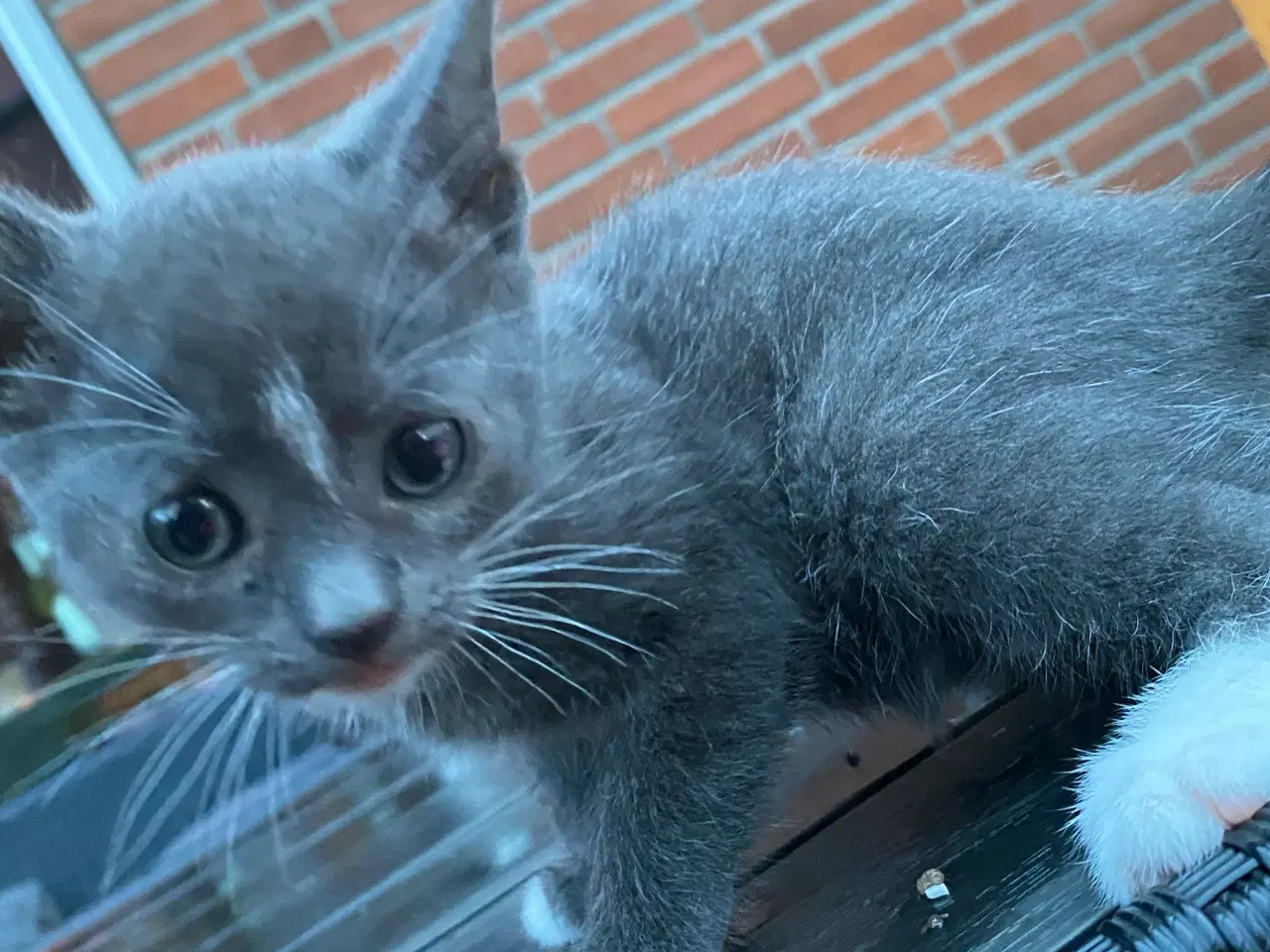 Billede 18 - katte killinger
