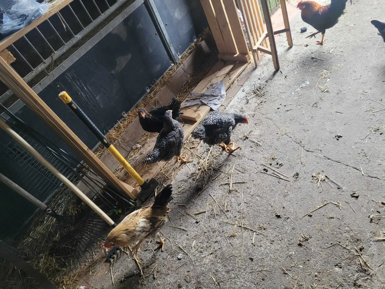 Billede 4 - 13 høns i fuld æglægning plus 8 høne kyllinger