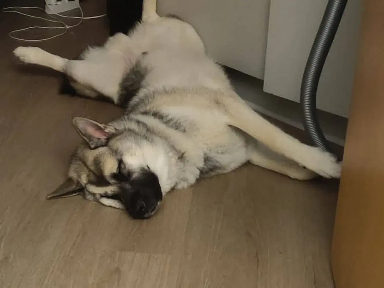 Billede 13 - Hund søger ny hjem 