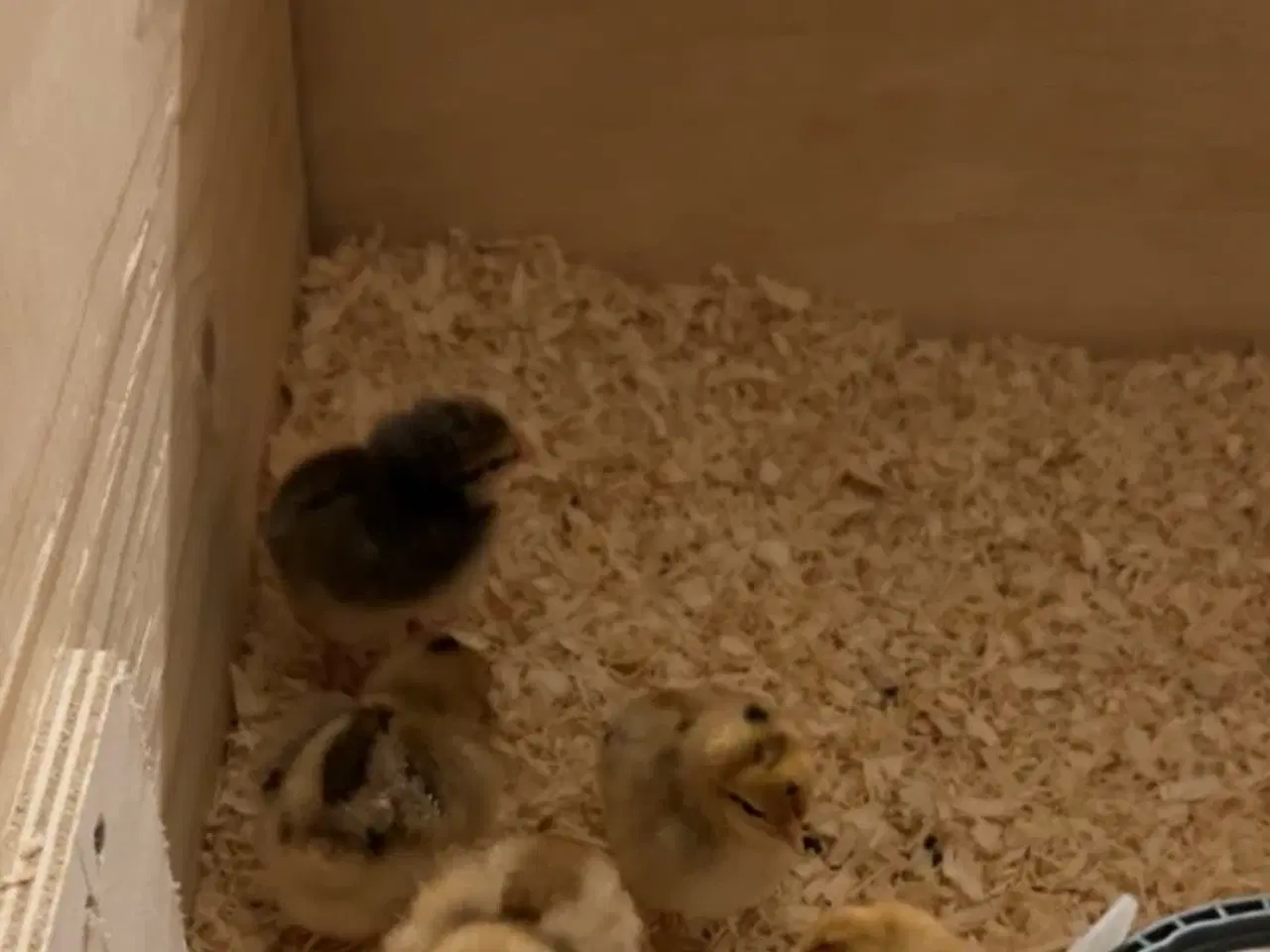 Billede 2 - Daggamle kyllinger sælges 