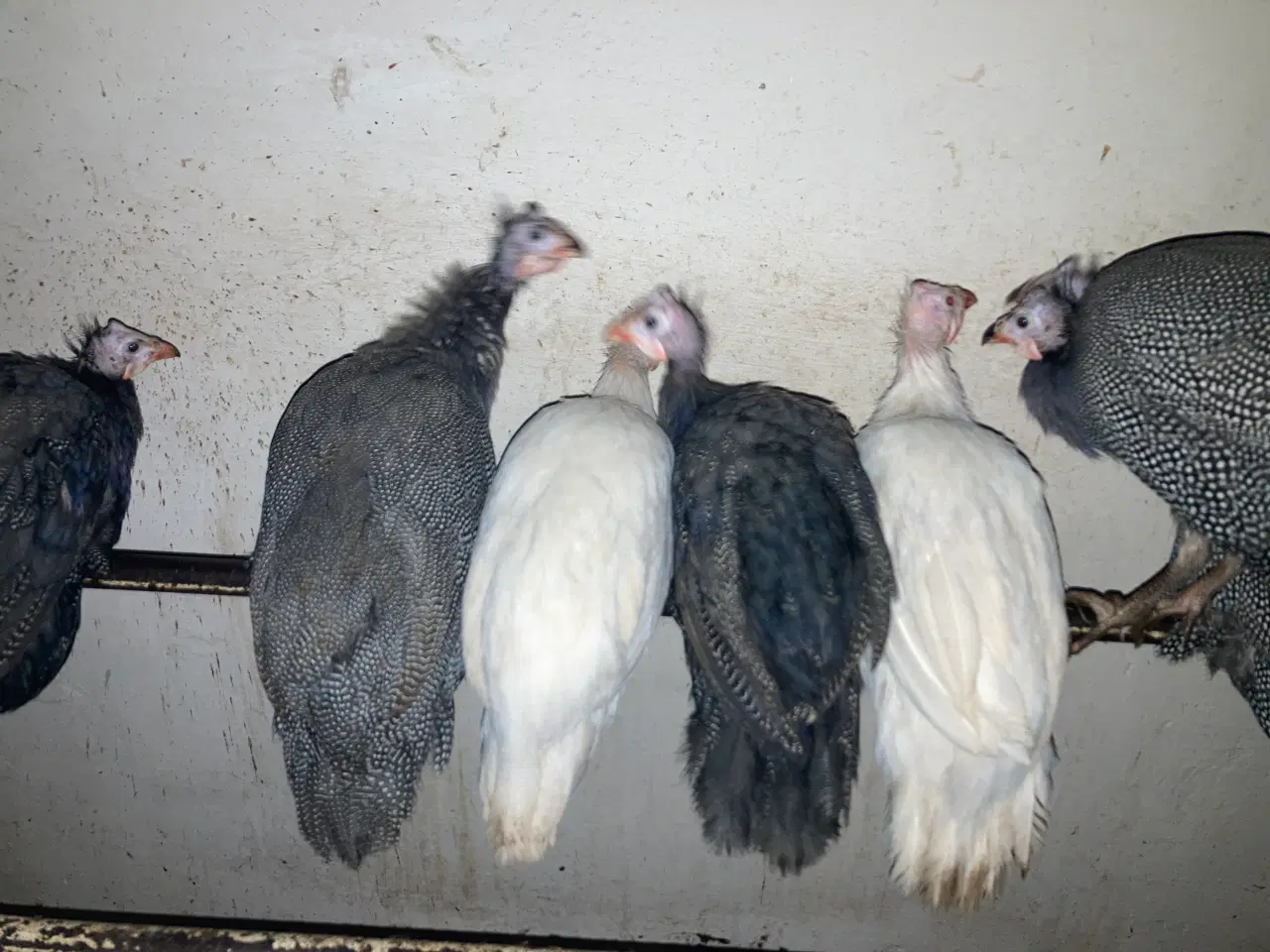 Billede 3 - 1.1 perlehøns i flere farver årgang 2024 og 2025