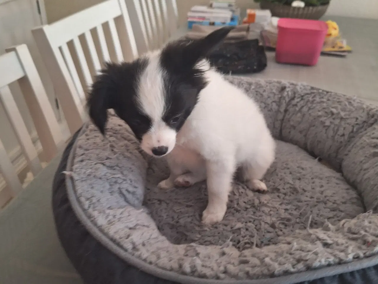 Billede 3 - papilion /chihuahua
