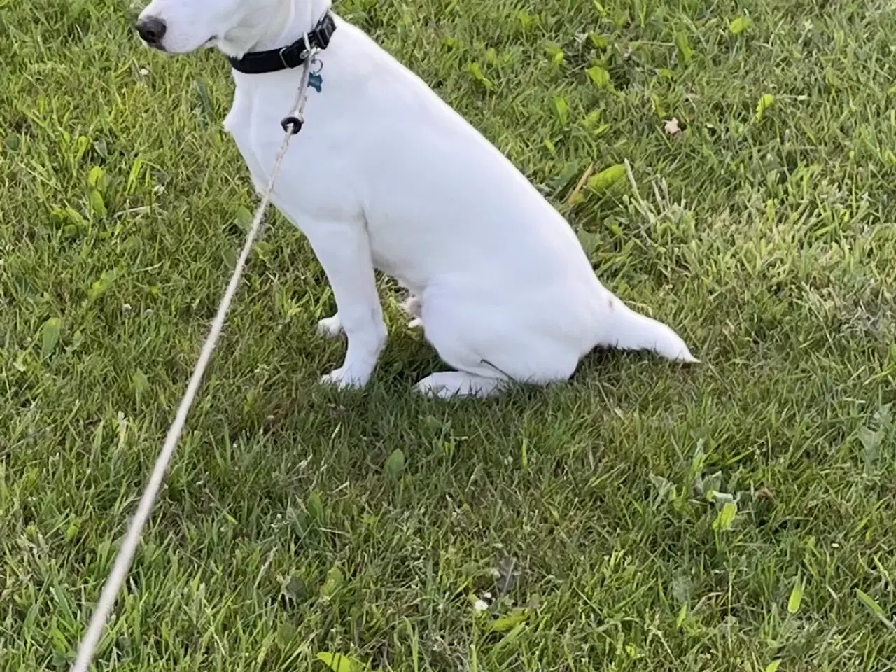 Billede 3 - Dansk Svensk gårdhund