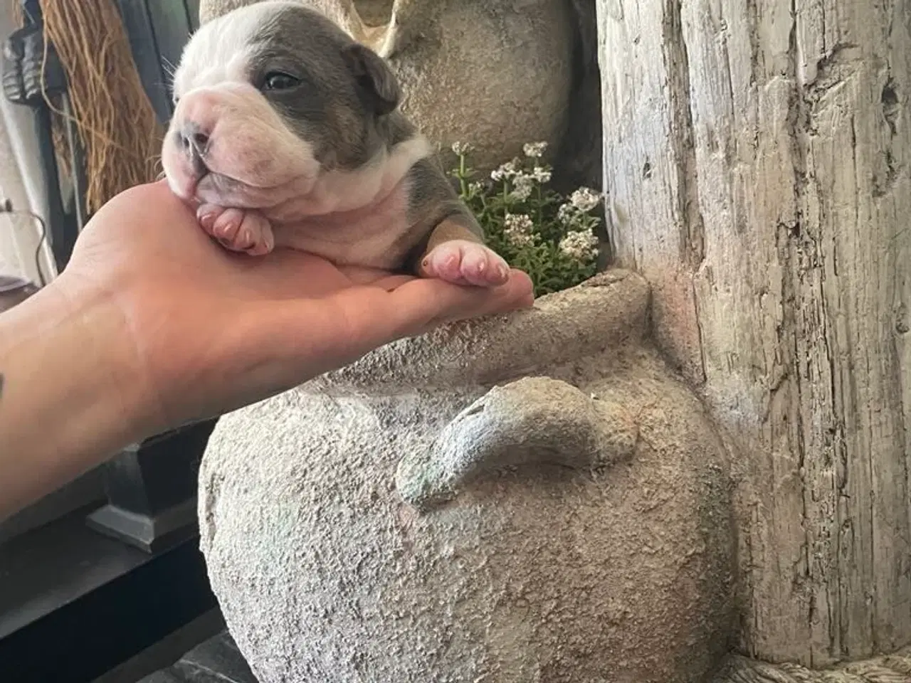 Billede 7 - New english bulldog