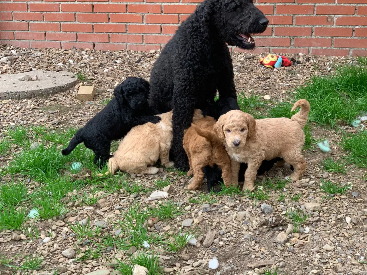 Billede 14 - Mini Golden Doodle F1B babyer 