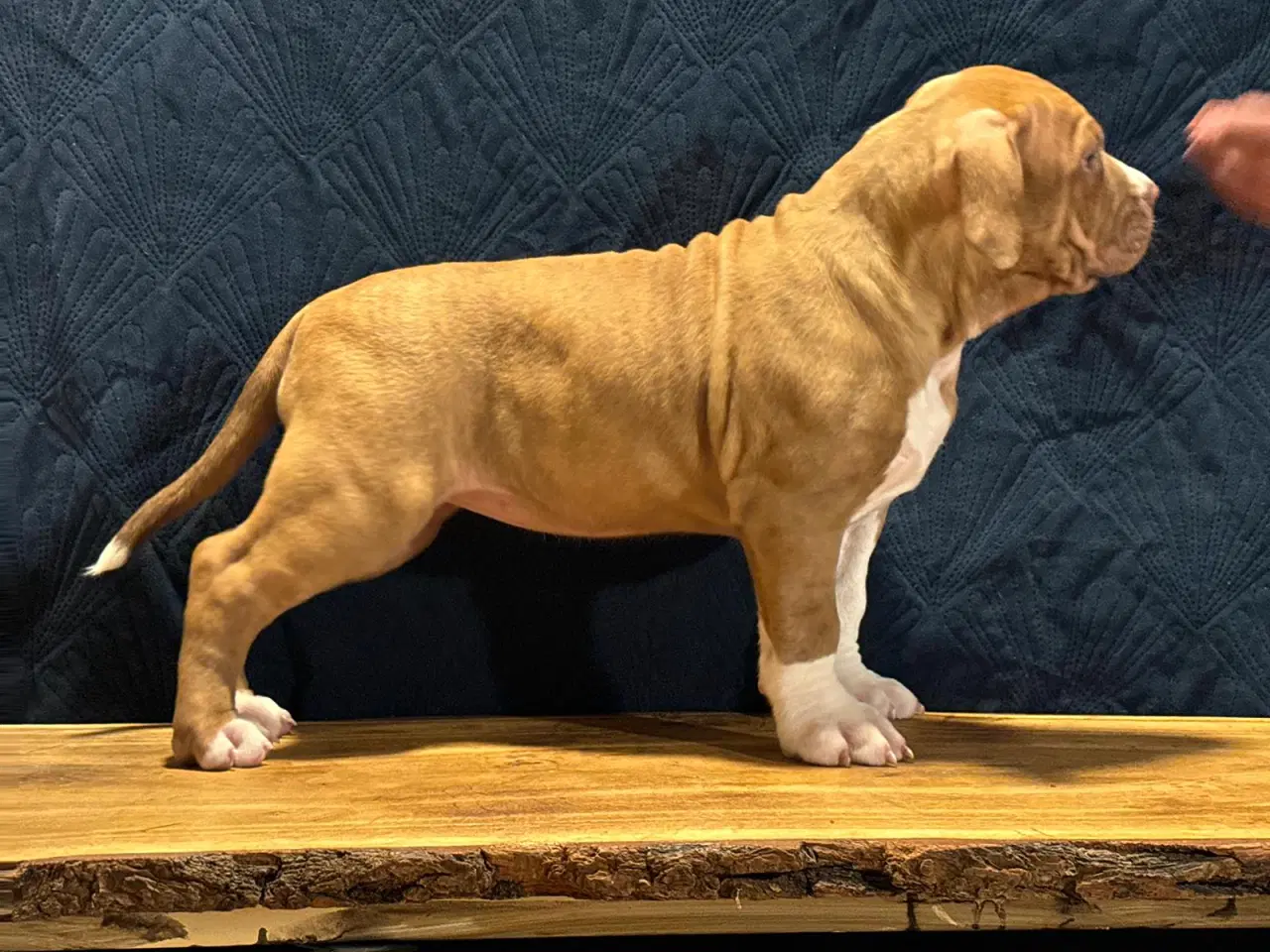 Billede 2 - American bully XL 