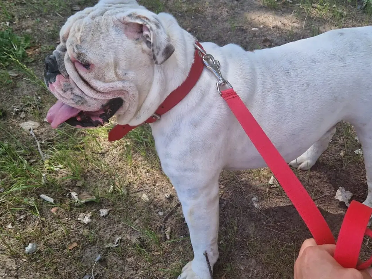 Billede 3 - Engelsk Bulldog 