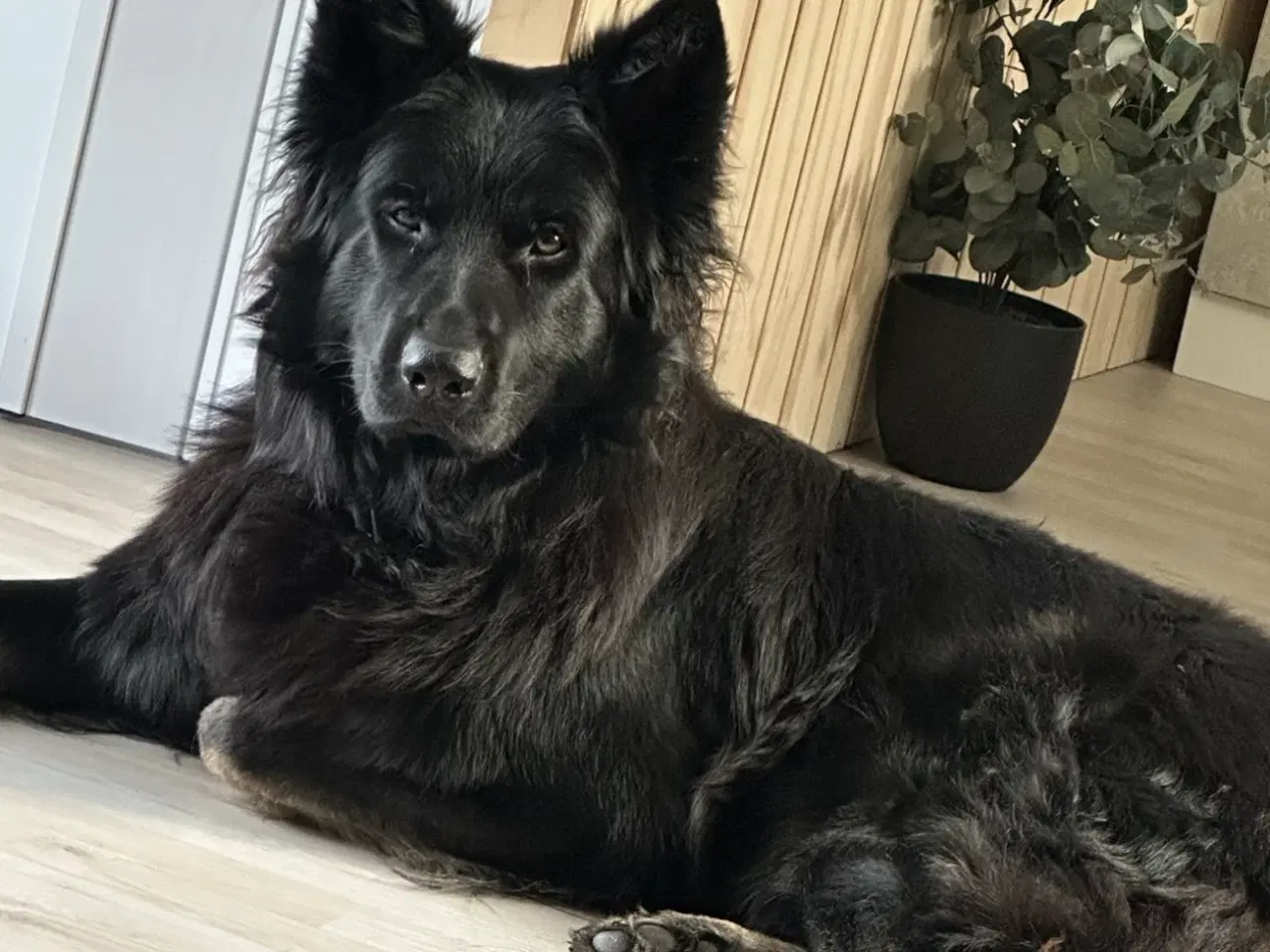 Billede 1 - flot sort schæfer 