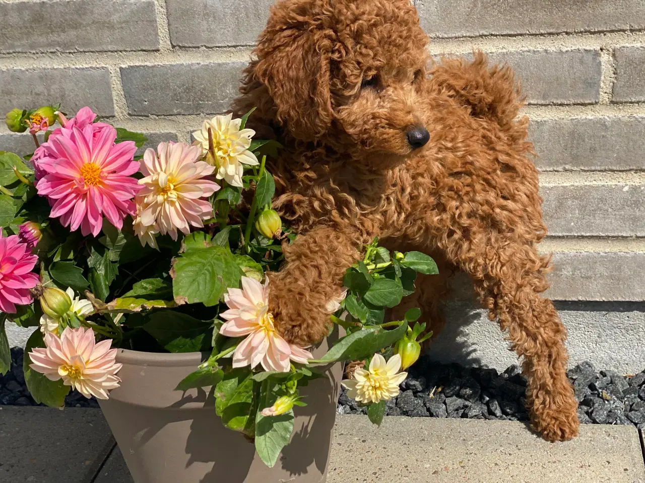 Billede 7 -  1 smuk mini Goldendoodle tilbage, doodle hvalpe