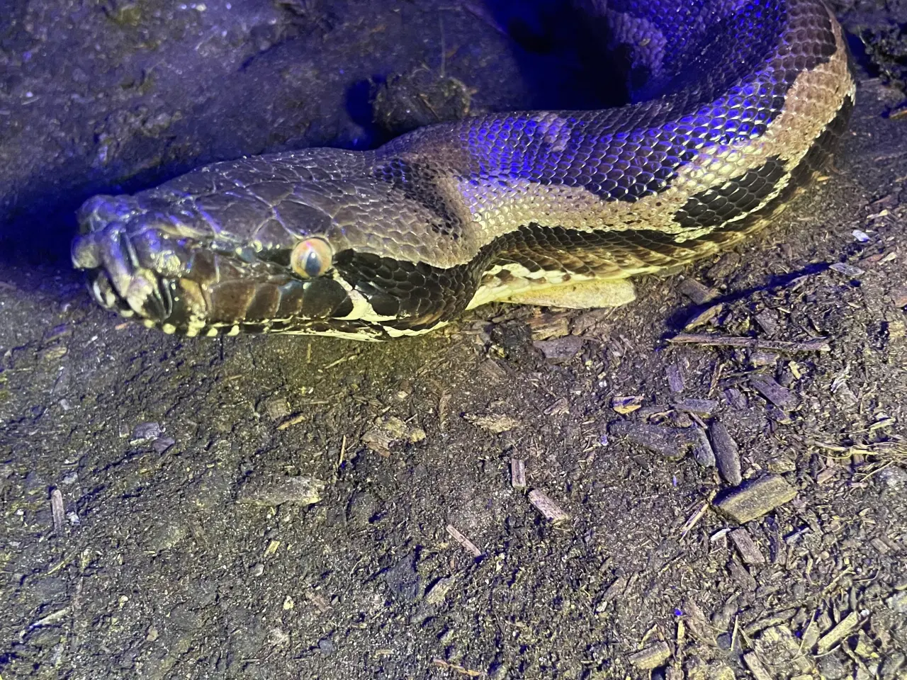 Billede 2 - Sort blod python par