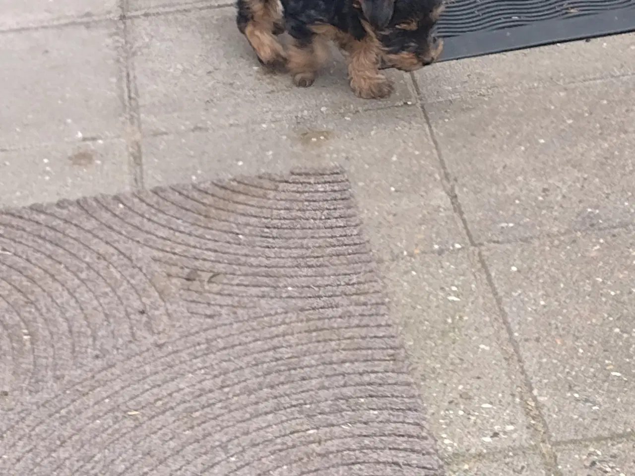 Billede 8 - Yorkshire Terrier hvalp, pige 8 uger