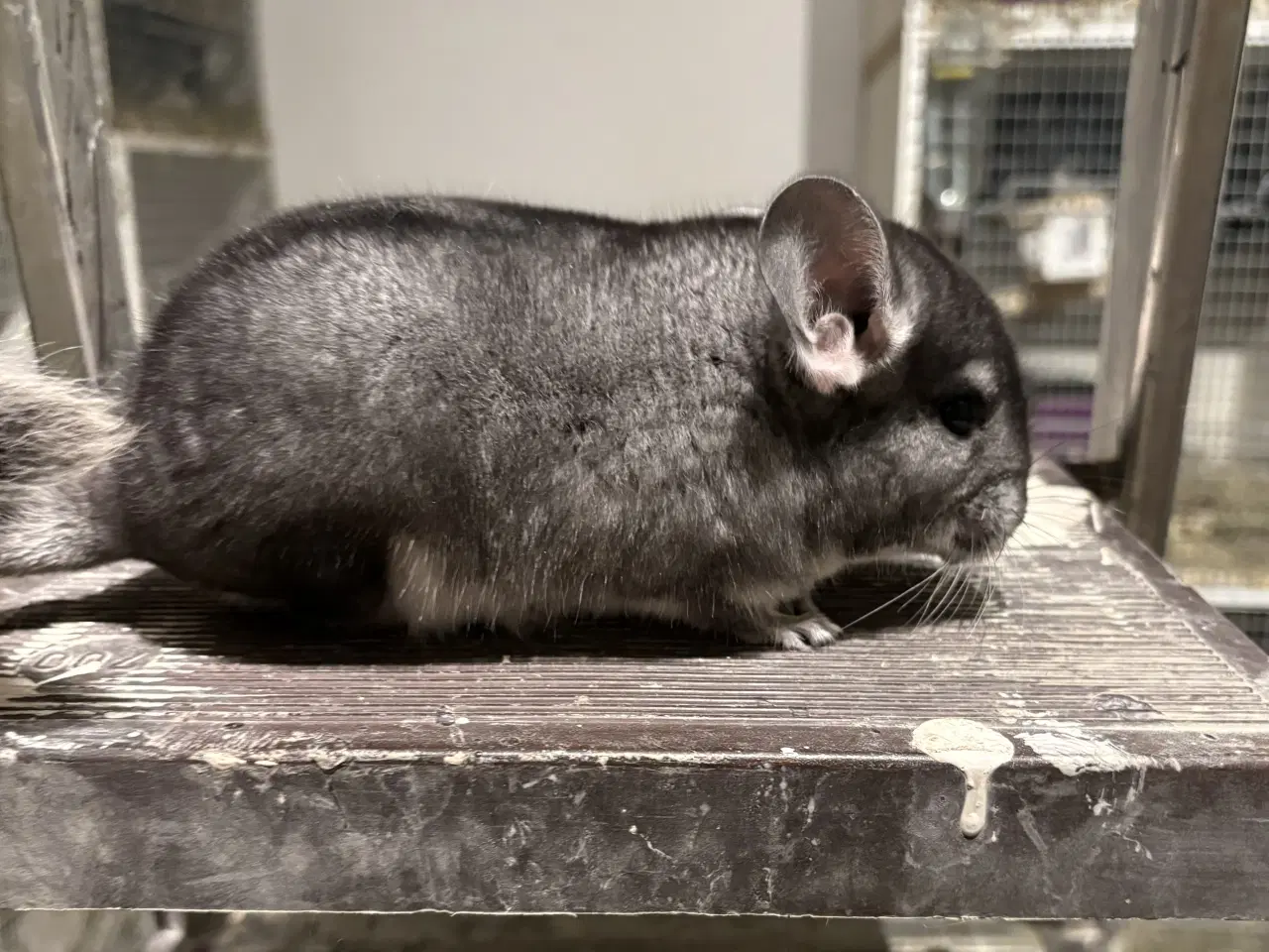 Billede 1 - HAN Pure grey chinchilla
