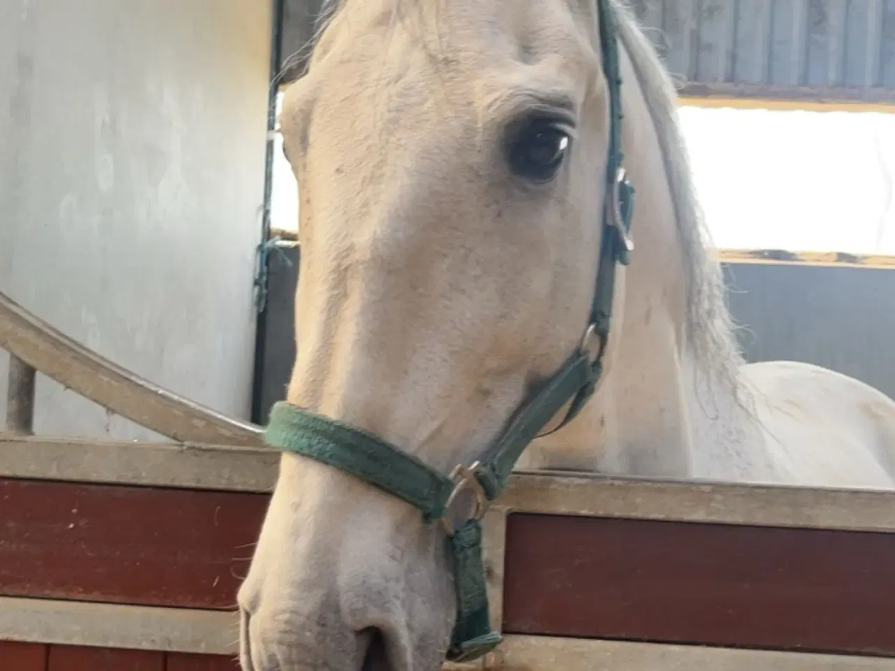 Billede 2 - Lusitano Vallak