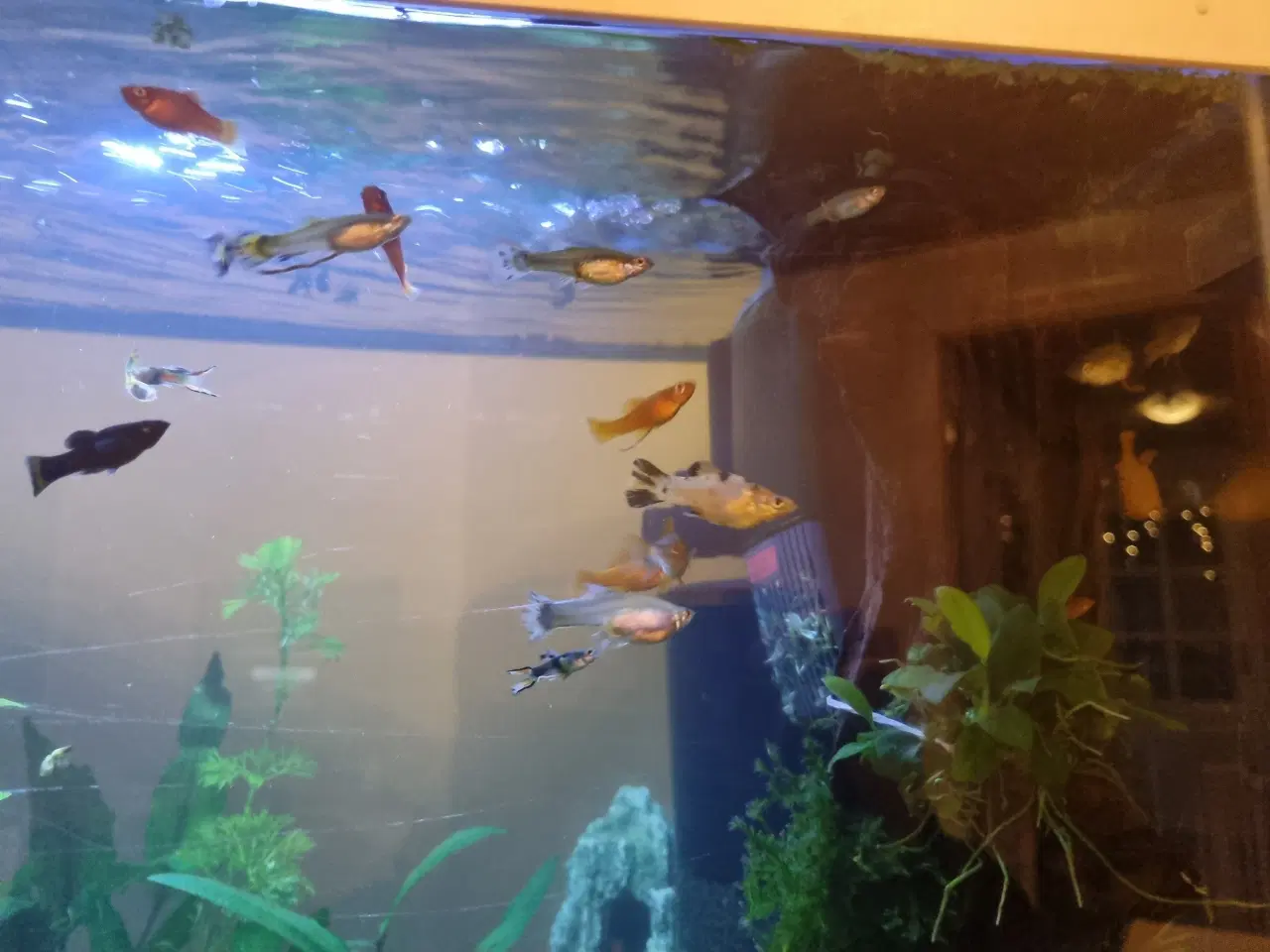 Billede 11 - Akvarium 100L SuperFish komplet setup 