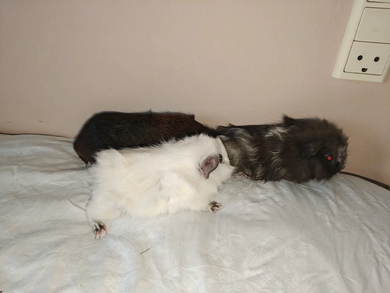 Billede 3 - Marsvine babyer