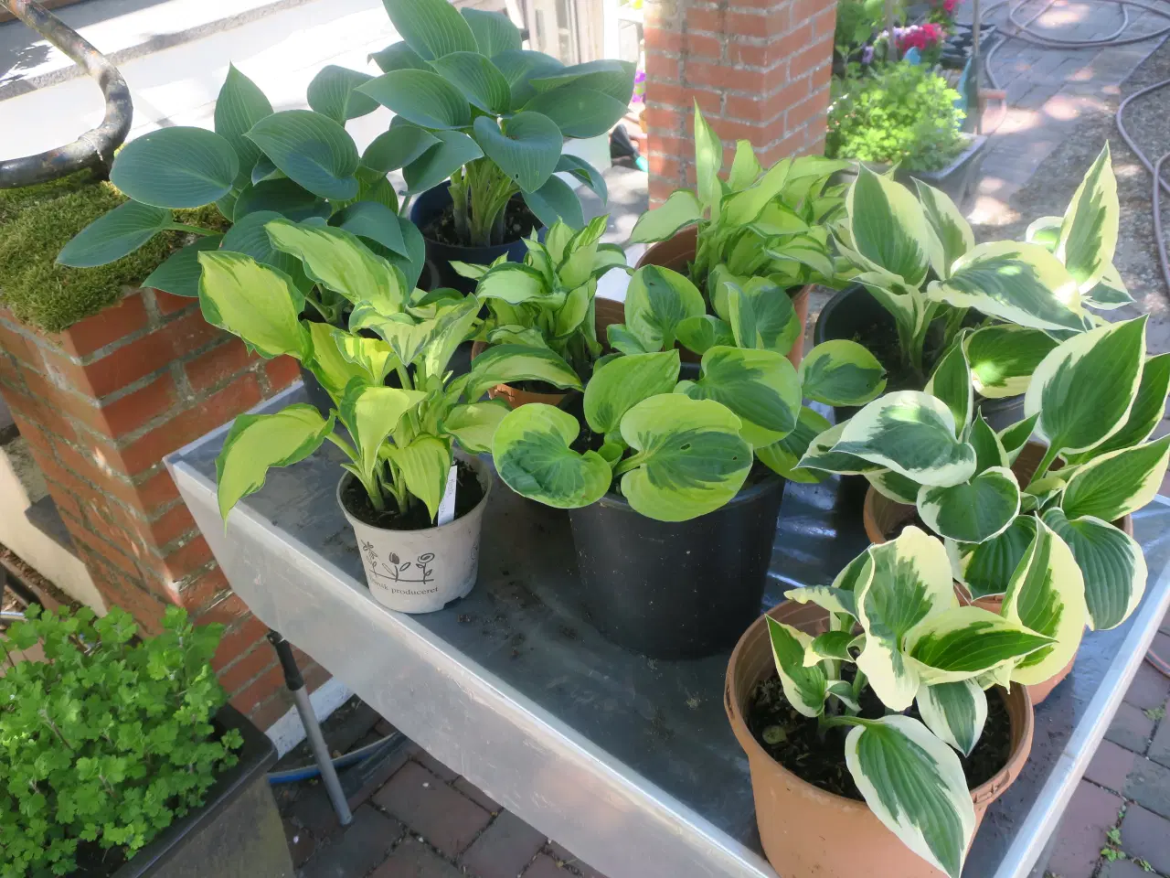 Billede 3 - Tomatplanter chili peberfrugt hosta stauder