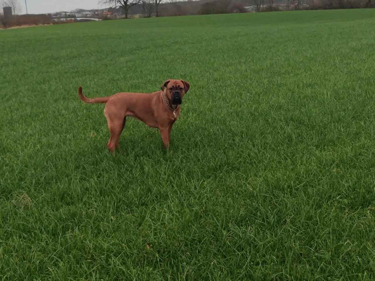 Billede 1 - Boxer/Dogue de Bordeaux