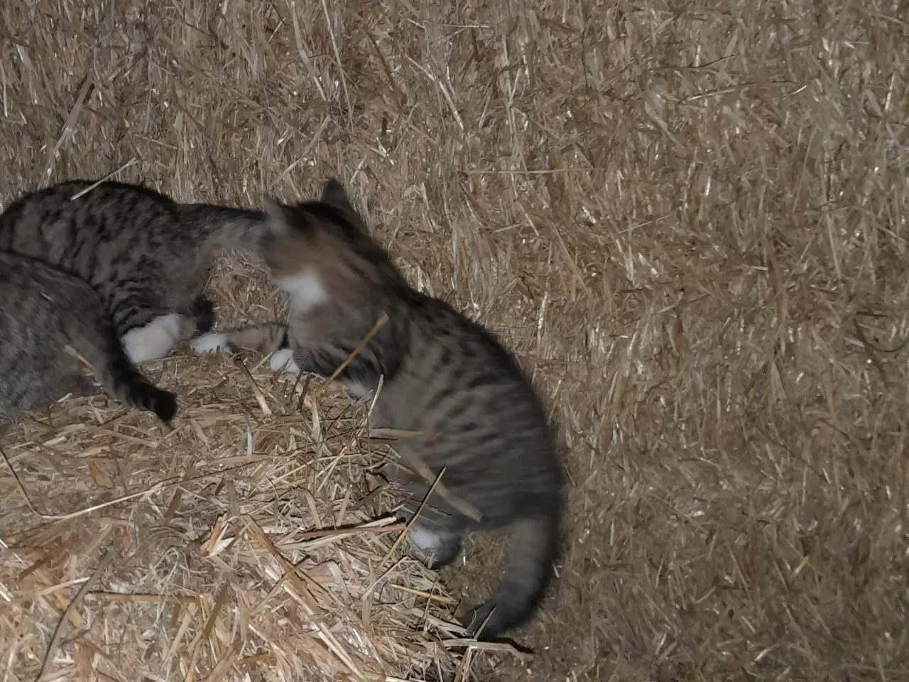 Billede 5 - Kattekillinger til salg