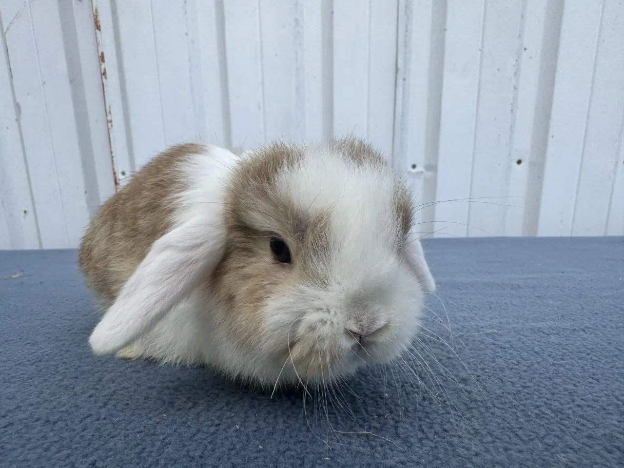 Billede 2 - Mini lop hankanin
