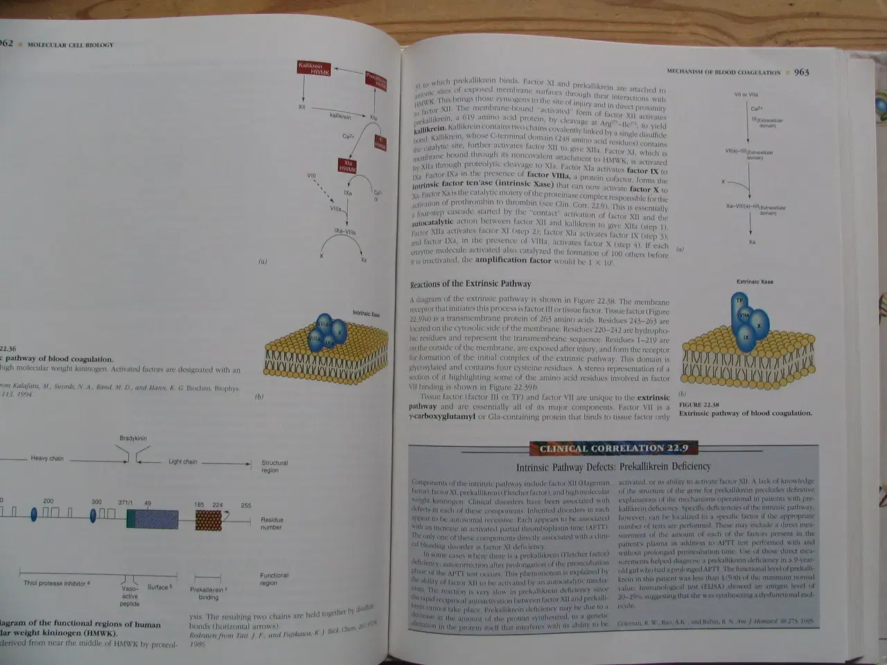 Billede 9 - Textbook of Biochemistry with Clinical Correlation
