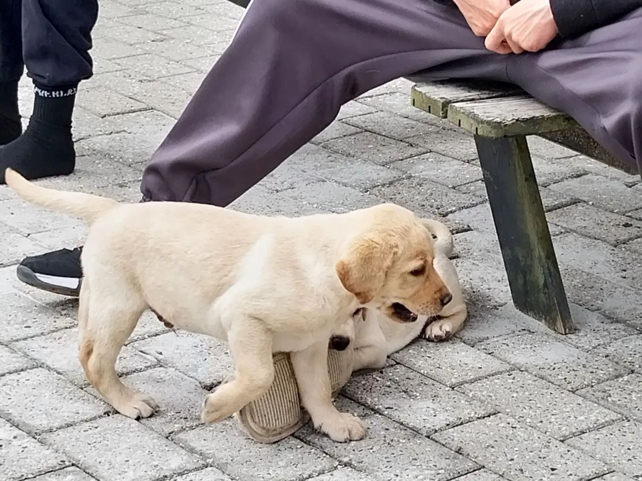 Billede 4 - Gule labrador hvalpe.