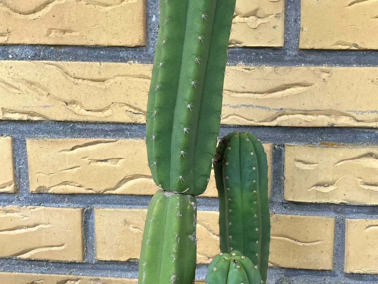 Billede 18 - Kaktuser