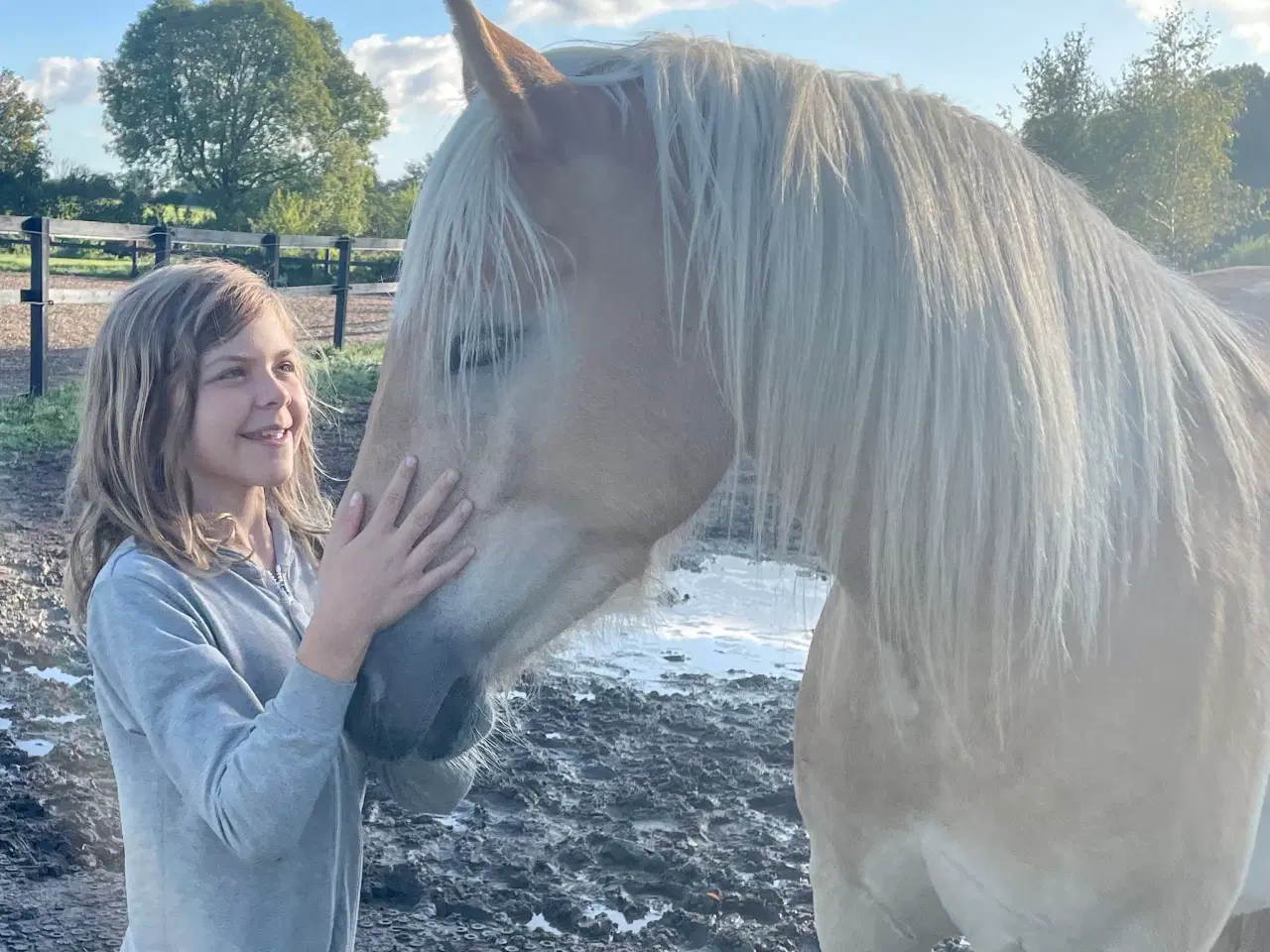 Billede 6 - 5 års haflinger 