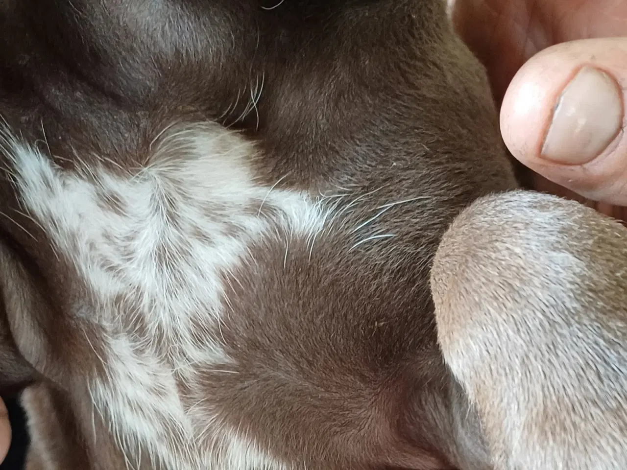 Billede 6 - Tysk korthhåret hønsehund