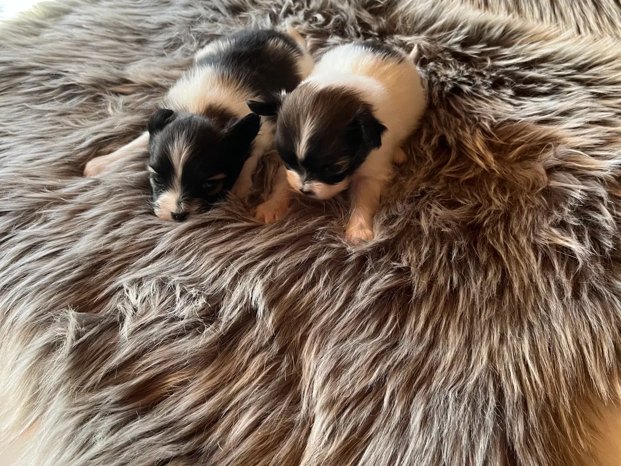 Billede 5 - Papillon hvalpe