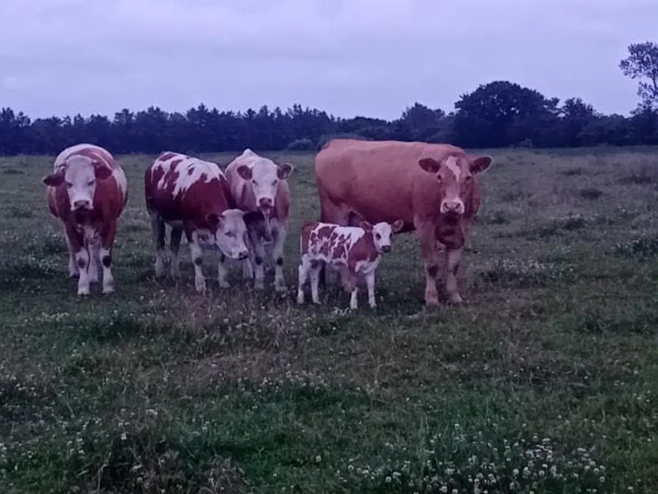 Billede 2 - Øko Simmentaler køer 