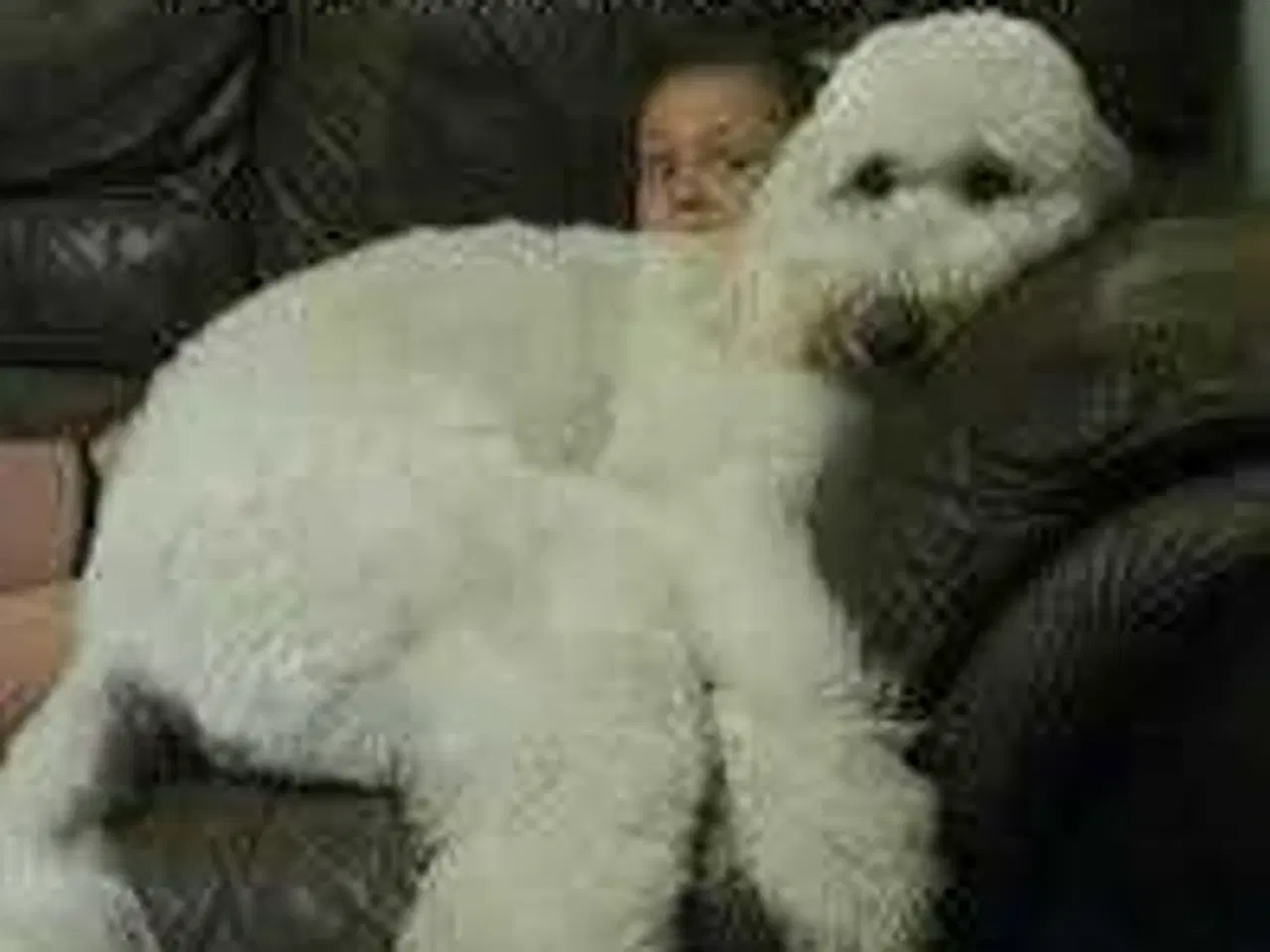 Billede 1 - KØBES Puddel 