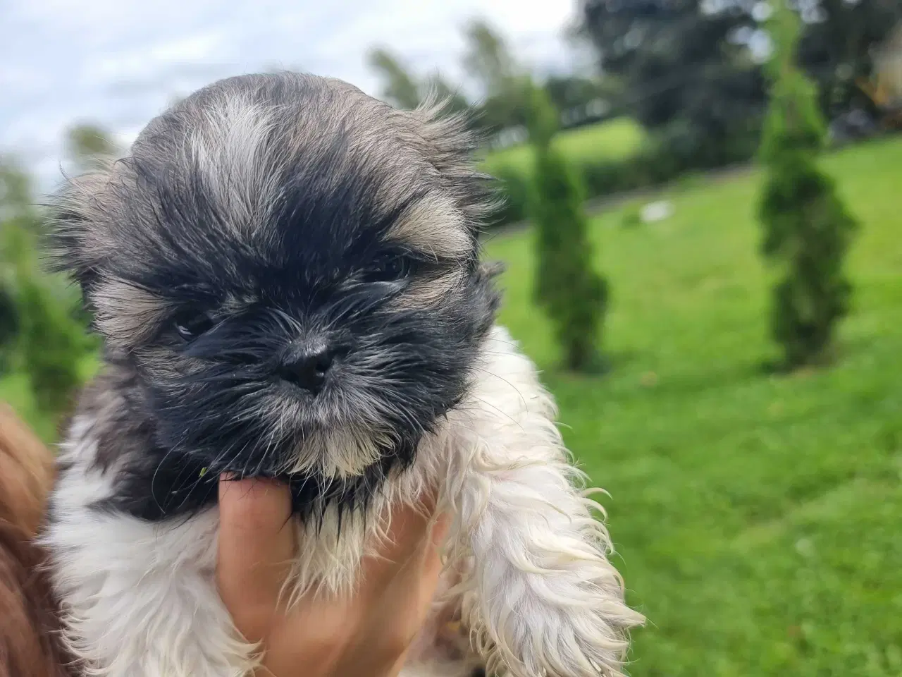 Billede 7 - Shih Tzu-hvalpe 