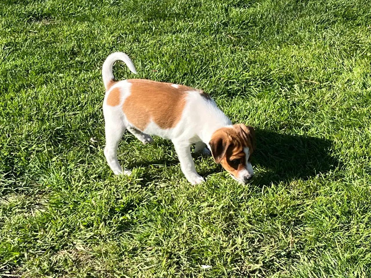 Billede 14 - 3 kvikke hanner