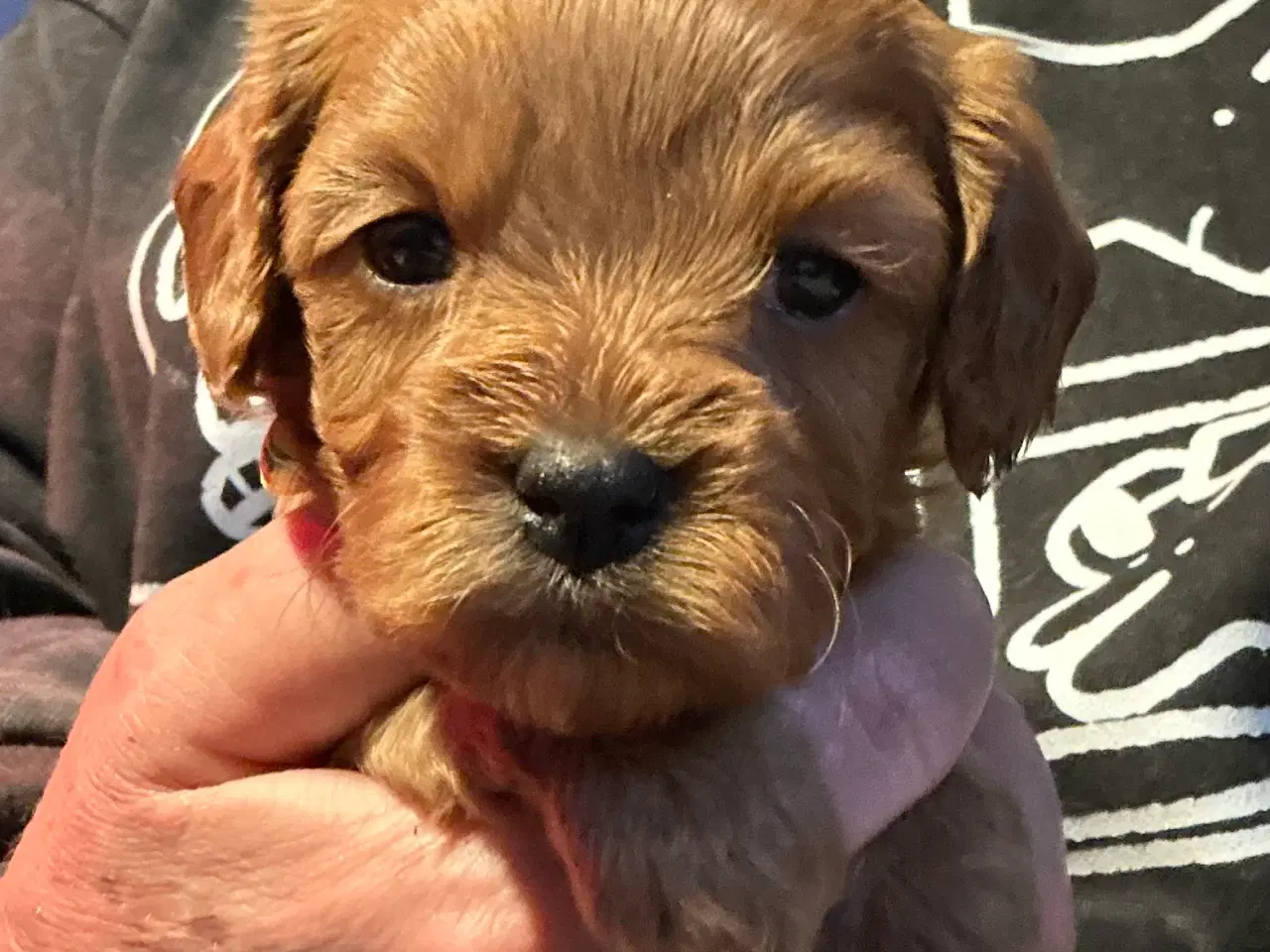 Billede 13 - Mini Cavapoo F2