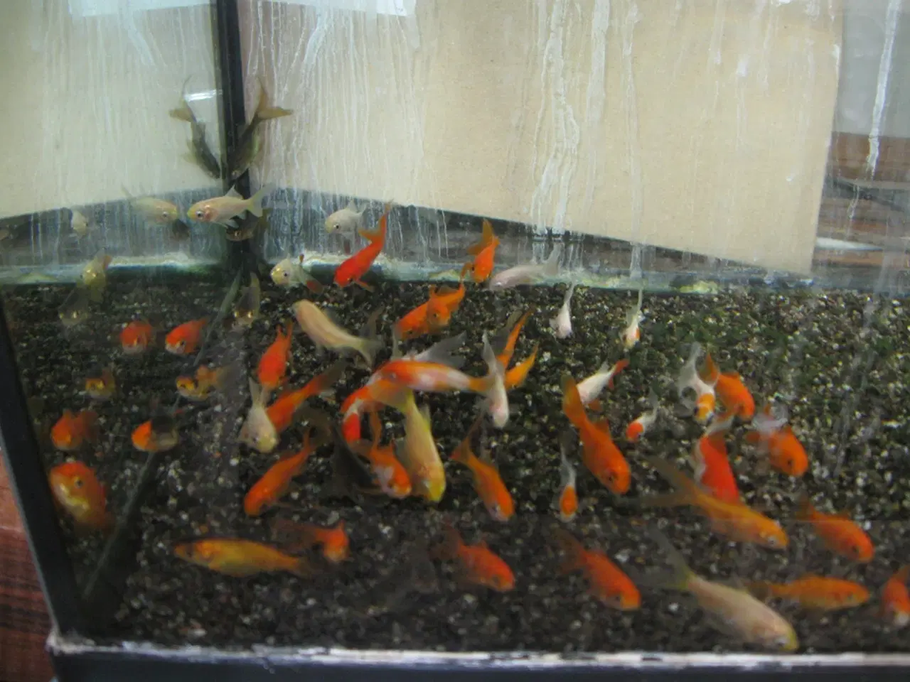 Billede 1 - Guldfisk, yngel, 6 stk.