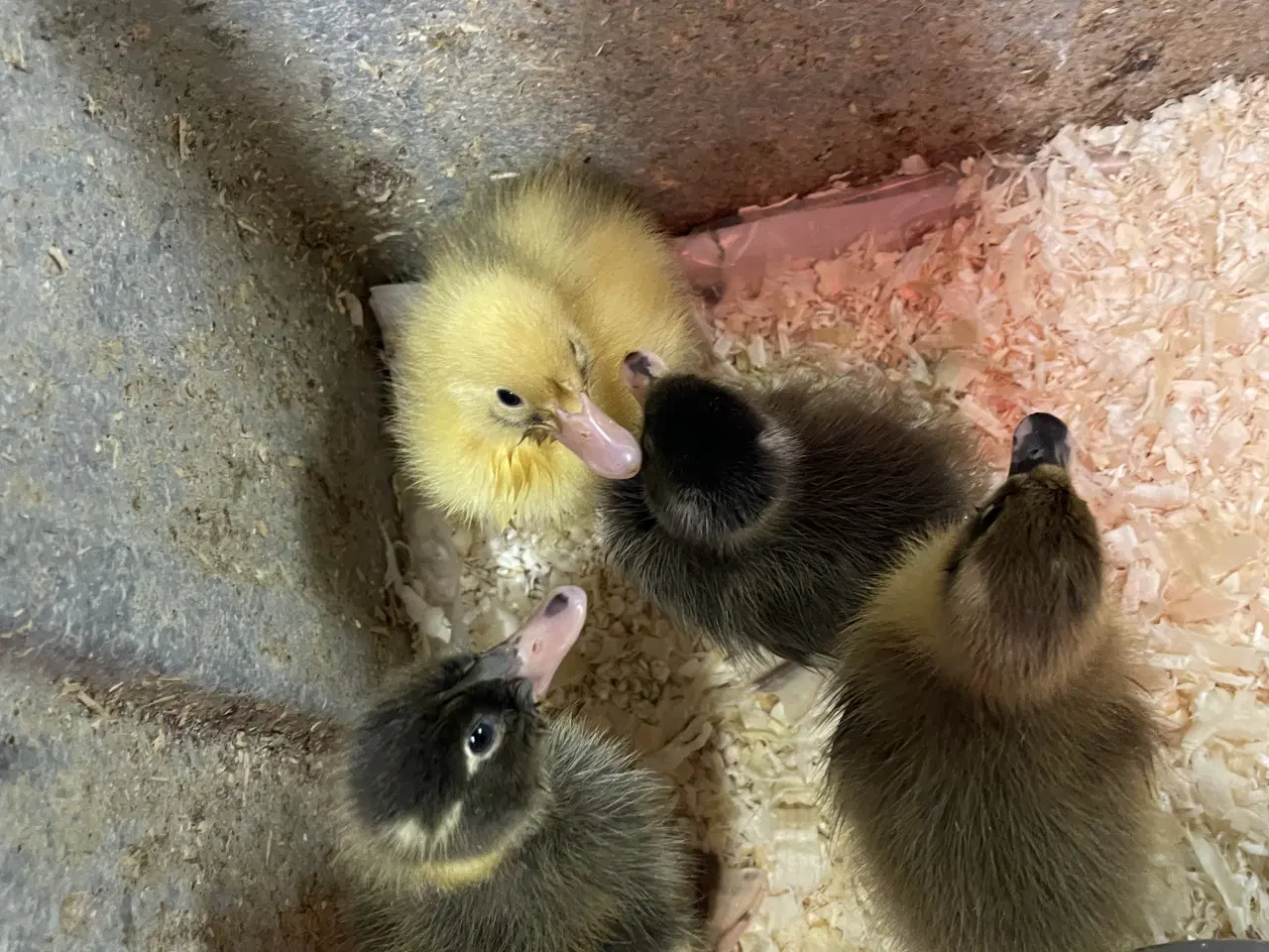 Billede 2 - Løbeande ællinger sælges