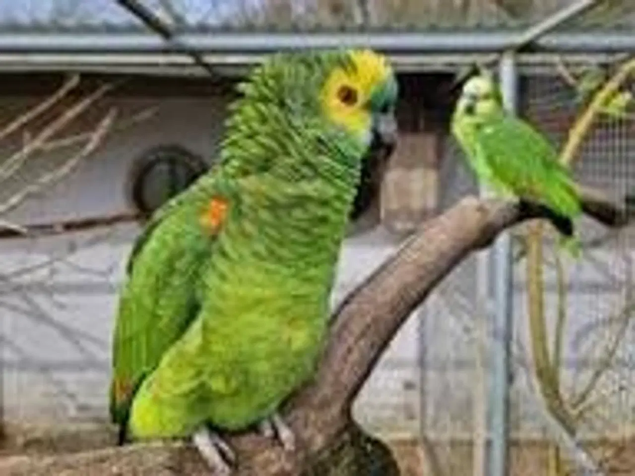 Billede 1 - Amazone papegøje Købes