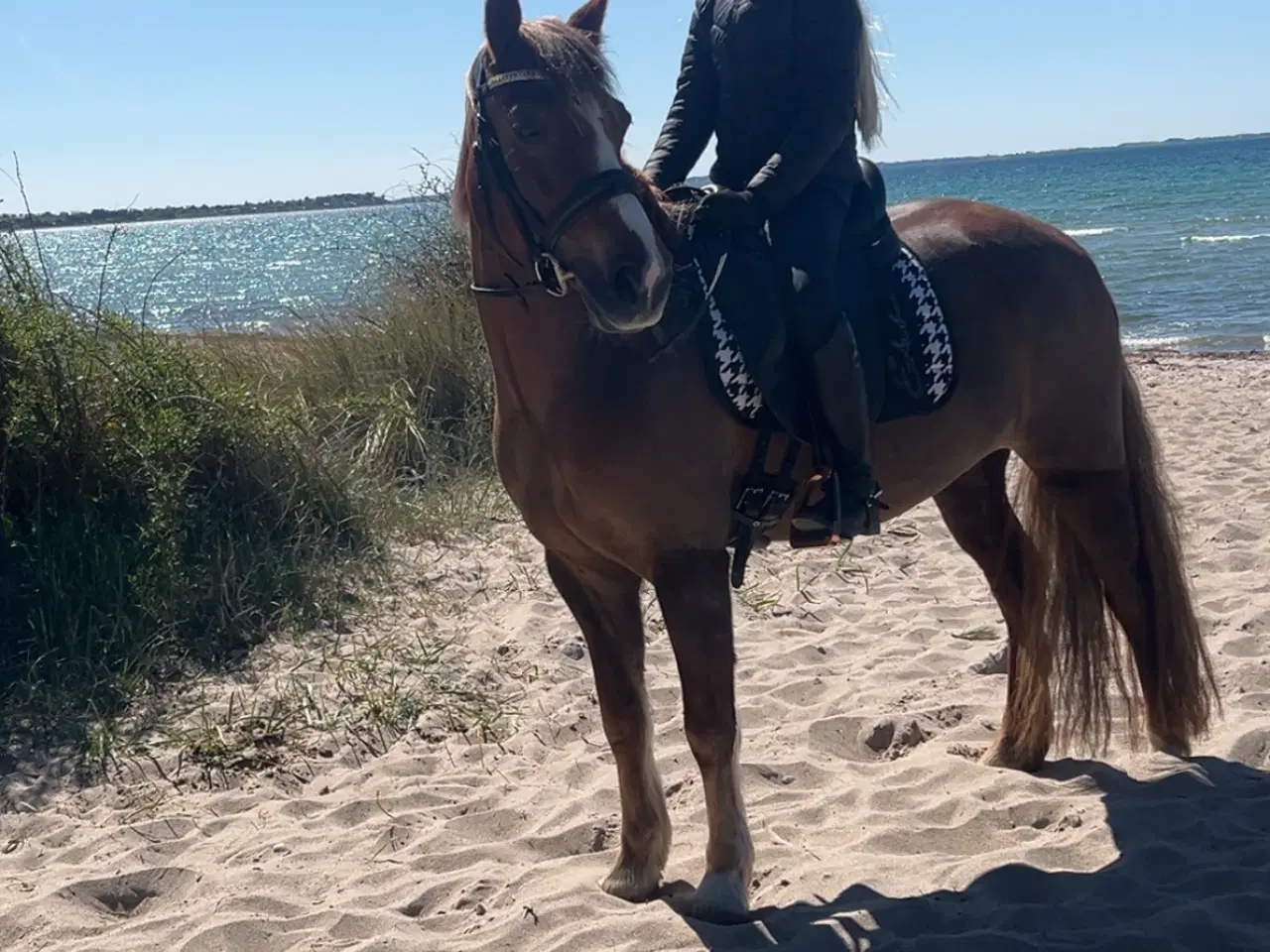 Billede 2 - Skønneste børne pony