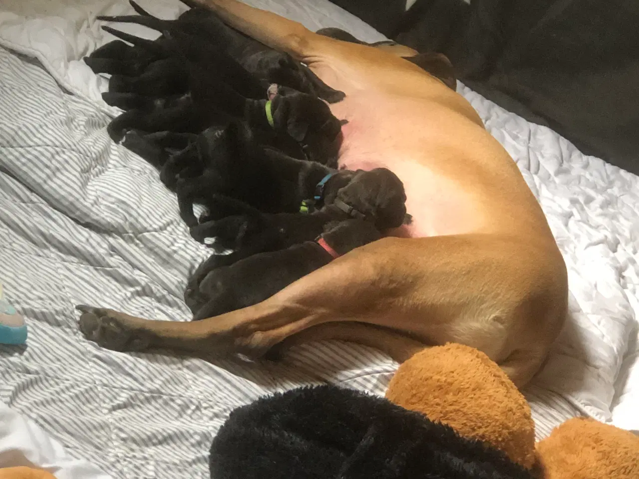 Billede 2 - Grand Danois hvalpe